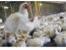 فروش یا رهن کامل مرغداری گوشتی 30000 قطعه ای در شمال-لنگرود