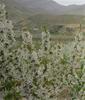 فروش  باغ و زمین در منطقه ای خوش آب وهوا،روستای کندر،ابتدای جاده کرج چالوس