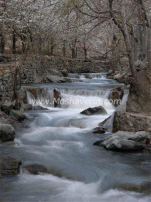 باغی در بالای بام
