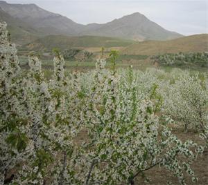 باغ و زمین در خوش آب و هواترین منطقه،روستای کندر،کیلومتر 4جاده کرج چالوس